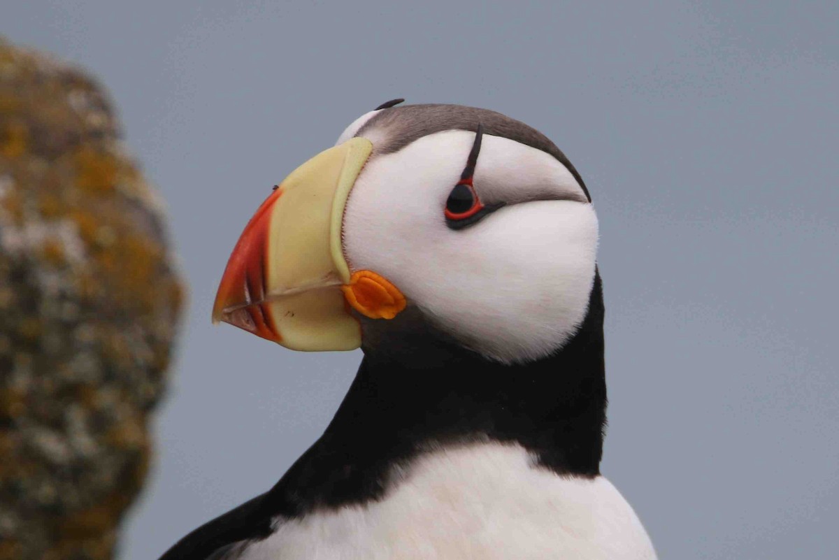 Horned Puffin - ML62552861