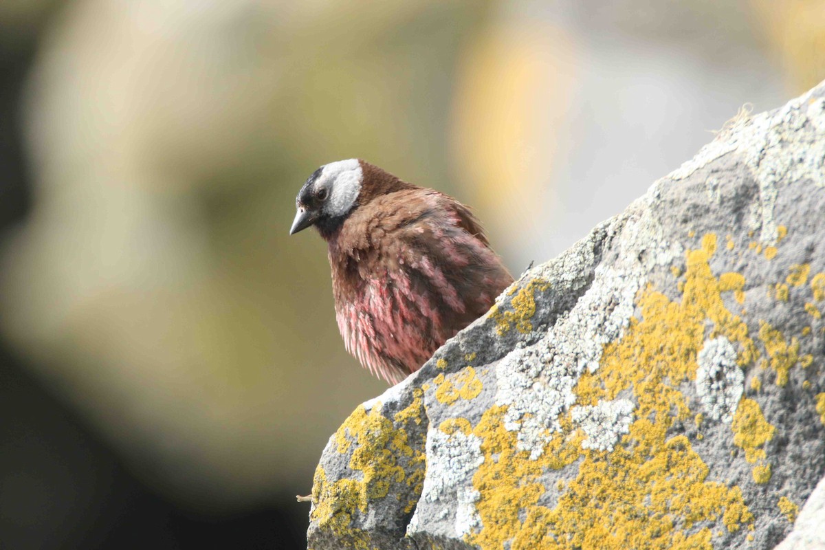 Gray-crowned Rosy-Finch - ML62553261