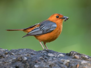 Red-capped Robin-Chat - Cossypha natalensis - Birds of the World