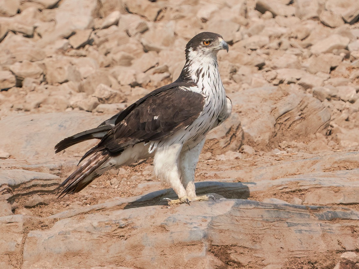 African Hawk-Eagle - Aquila spilogaster - Birds of the World