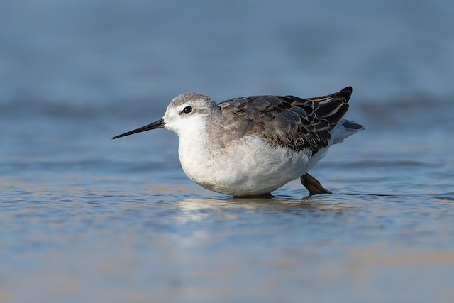 Wilson's Phalarope