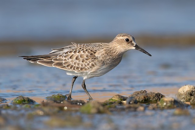 Baird's Sandpiper