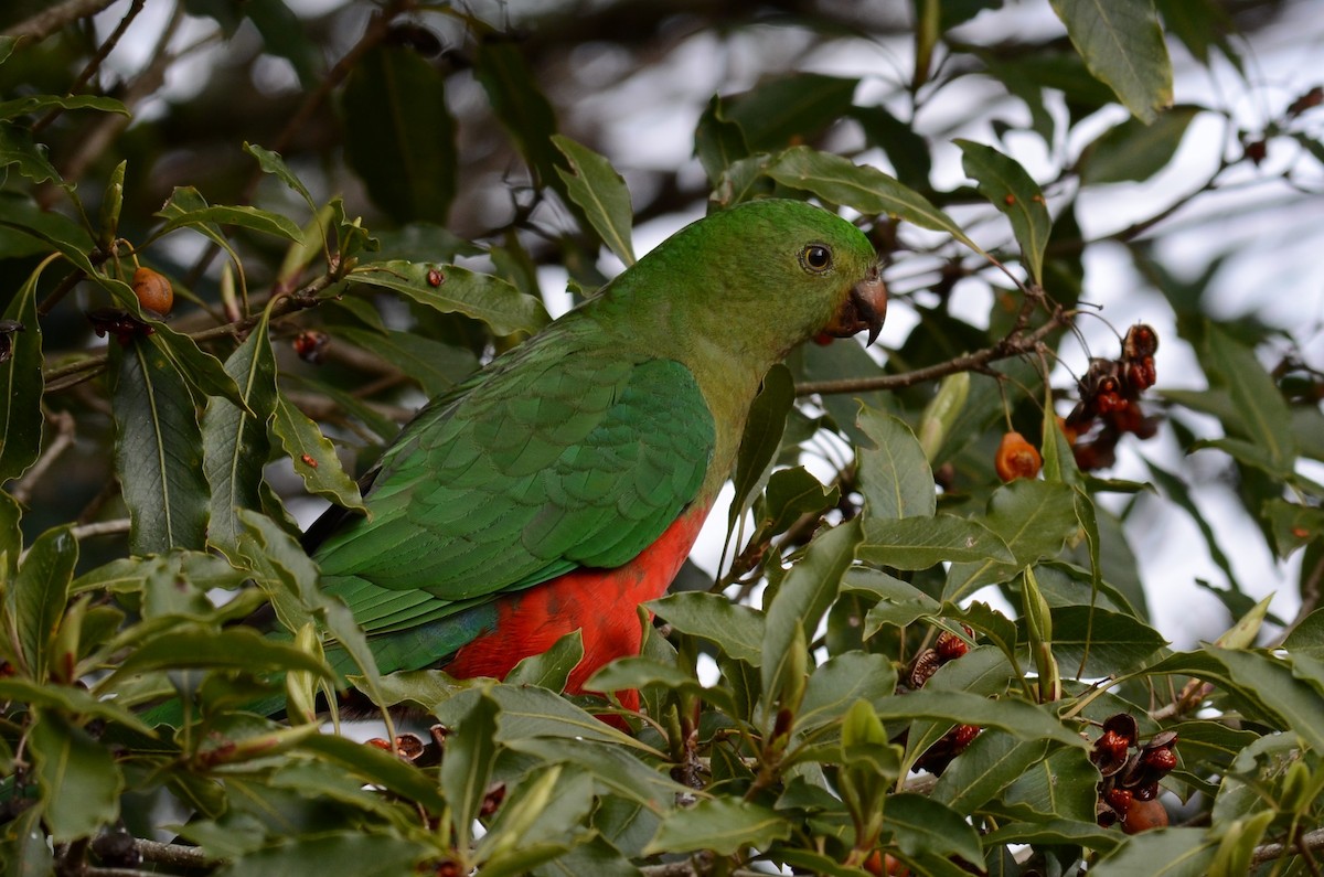 Australian King-Parrot - Stephen Haase