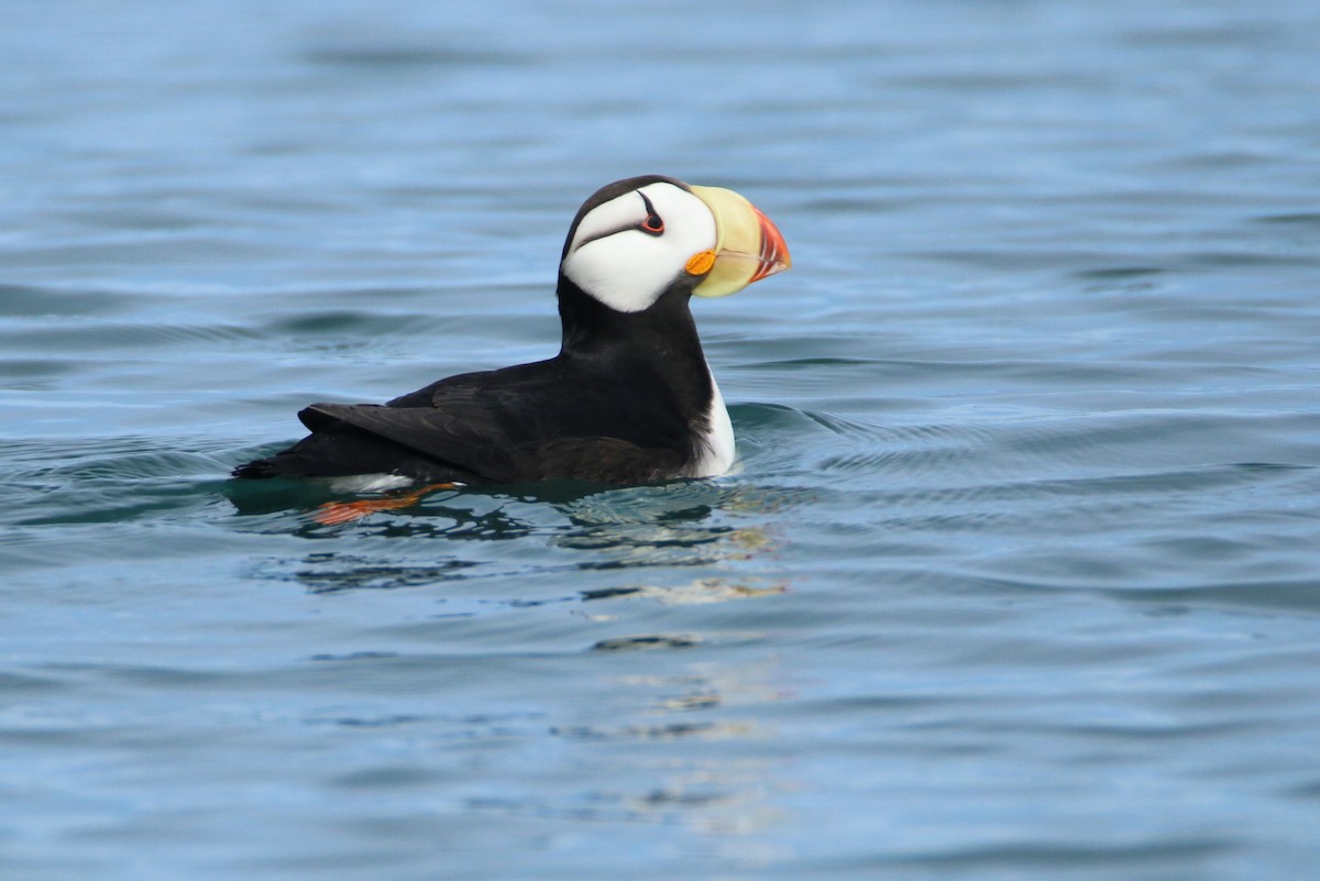 Horned Puffin - ML62555261