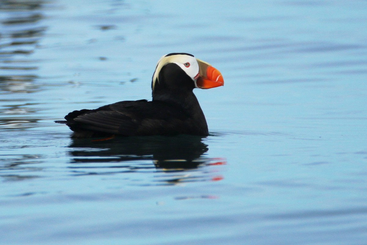 Tufted Puffin - ML62555271