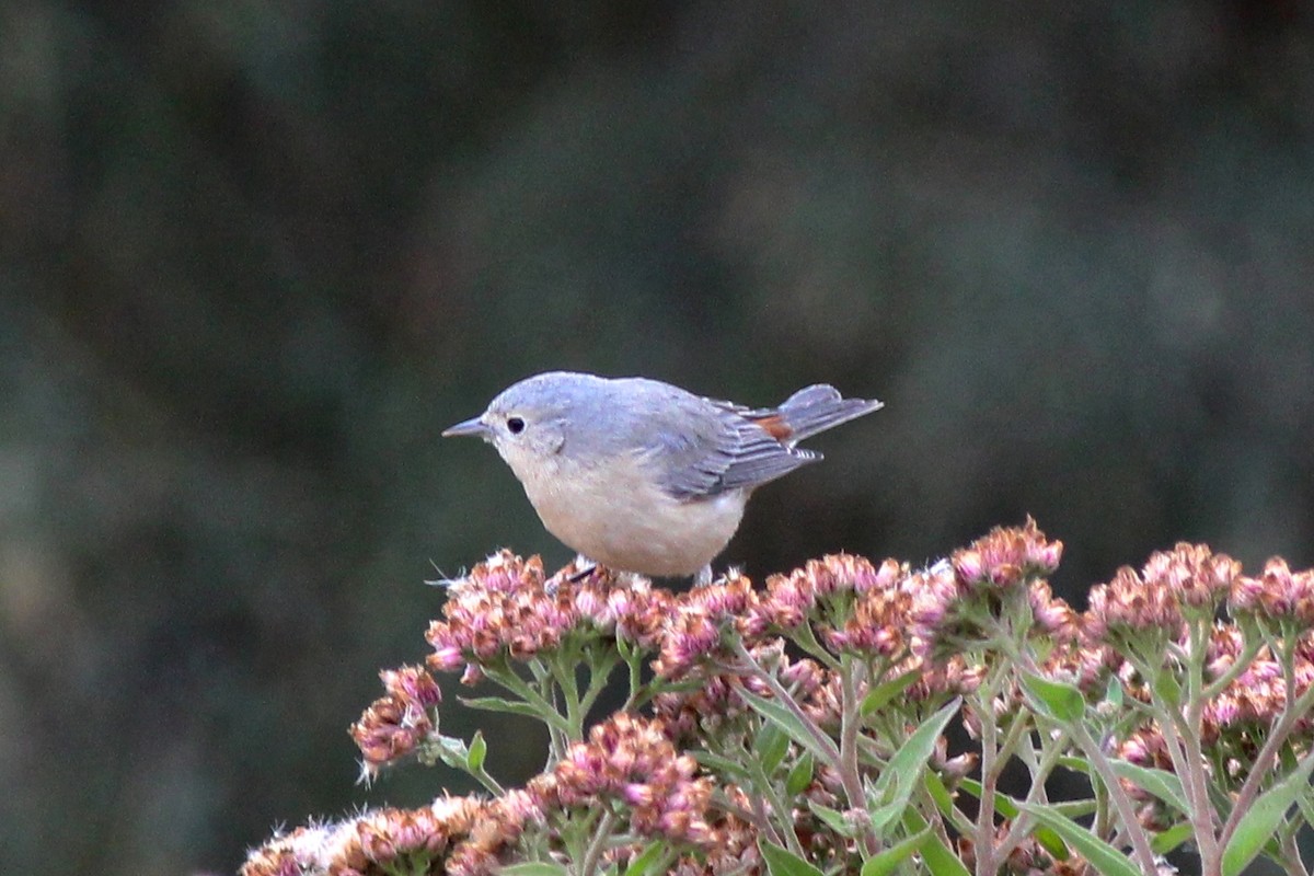 Lucy's Warbler - ML62555721
