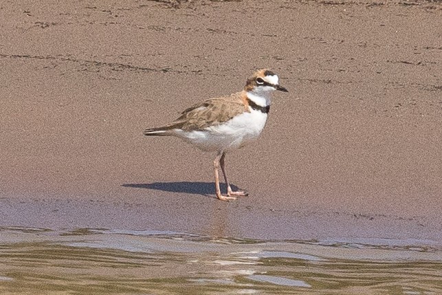 Collared Plover - ML62556461