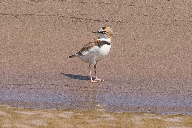 Collared Plover - ML62556481