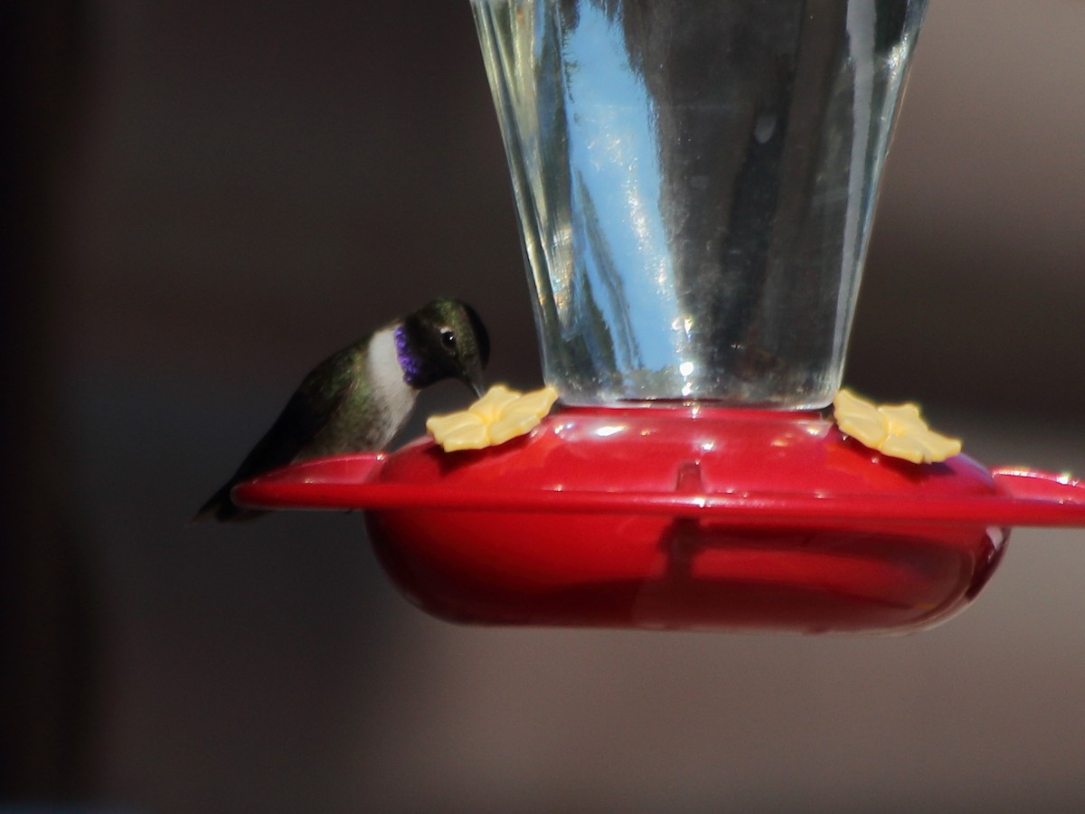 Black-chinned Hummingbird - Heather Voboril