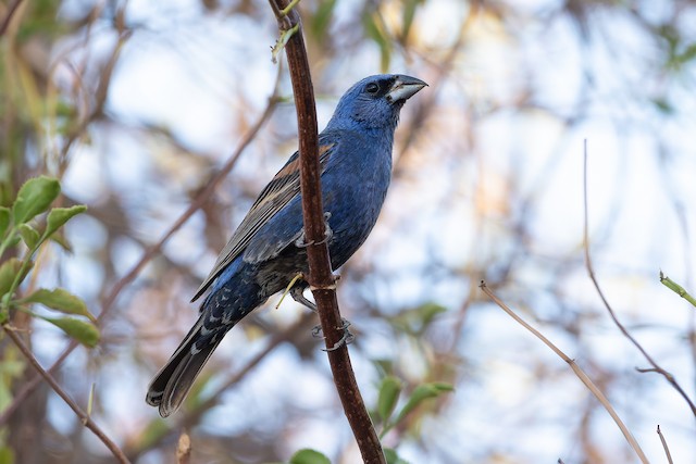 Blue Grosbeak