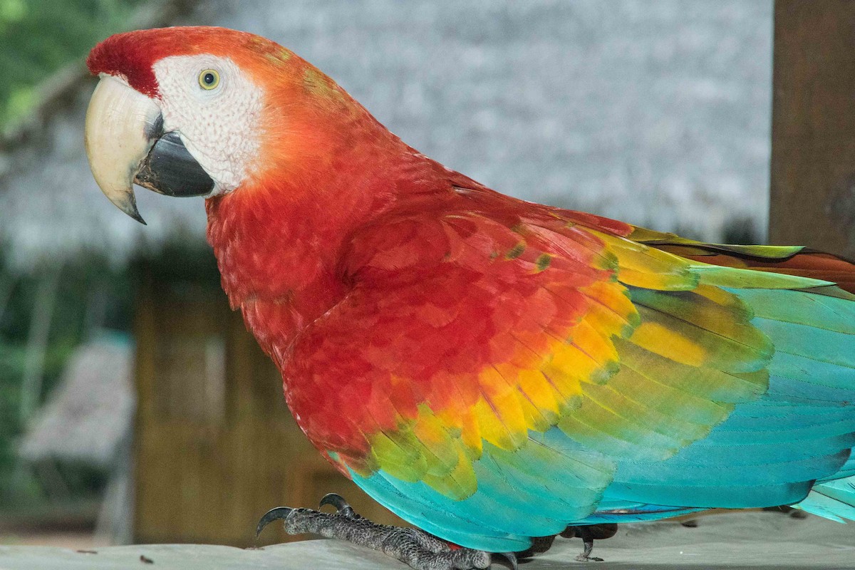 Scarlet Macaw - ML62557421