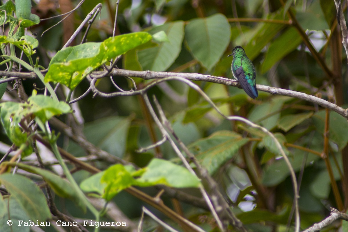Blue-tailed Emerald - Fabian Cano IG @birdink.travel