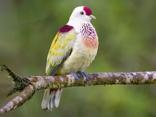 Many-colored Fruit-Dove - eBird