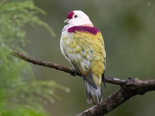 Male - Chris Venetz | Ornis Birding Expeditions - ML625593467