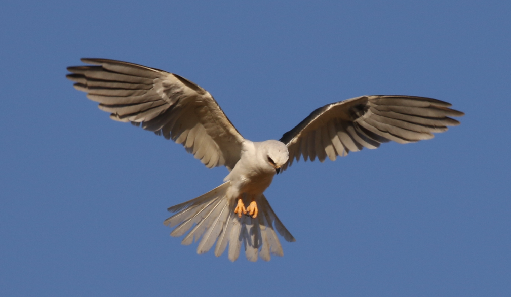 White-tailed Kite - ML62559571
