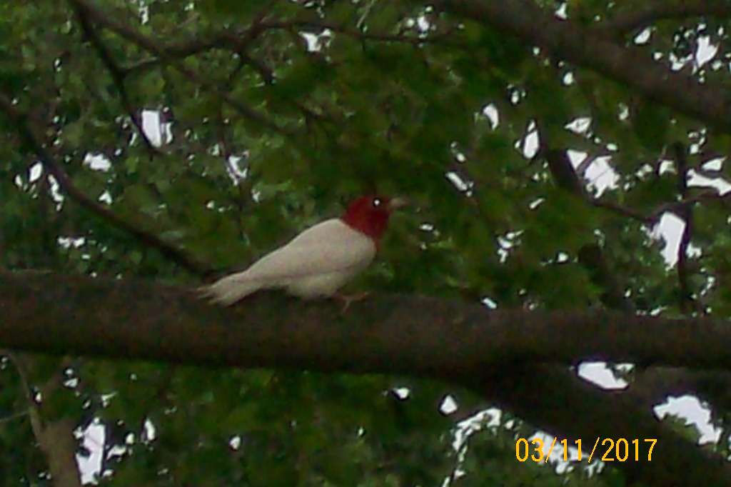 Red-headed Woodpecker - ML62560051