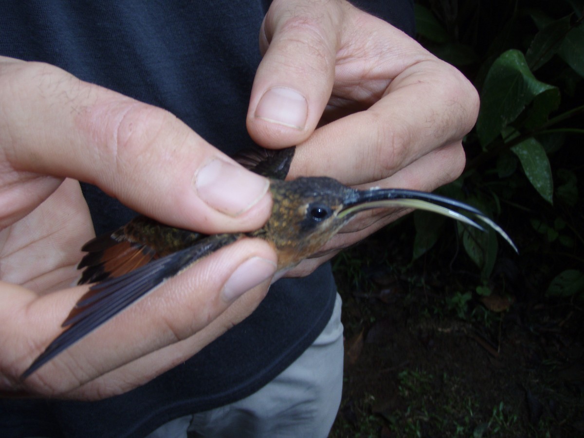 kolibřík bronzový - ML62562821
