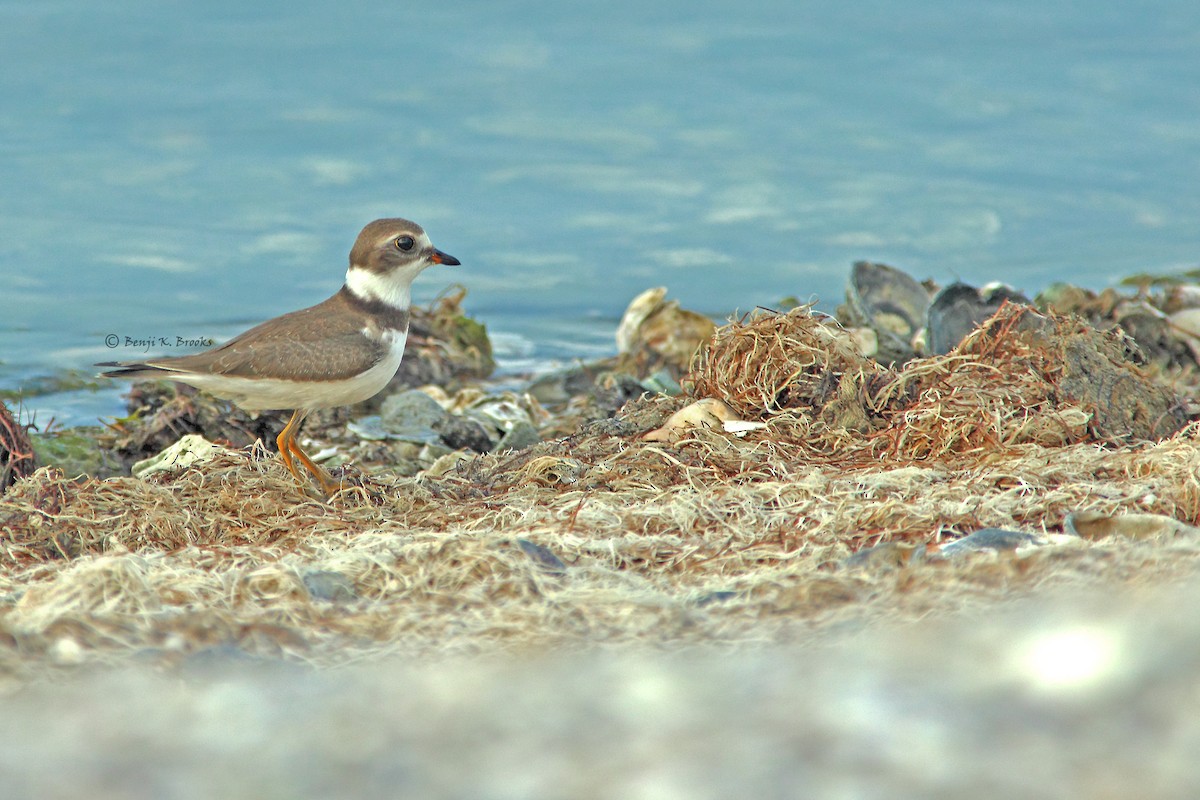 Semipalmated Plover - ML62563051