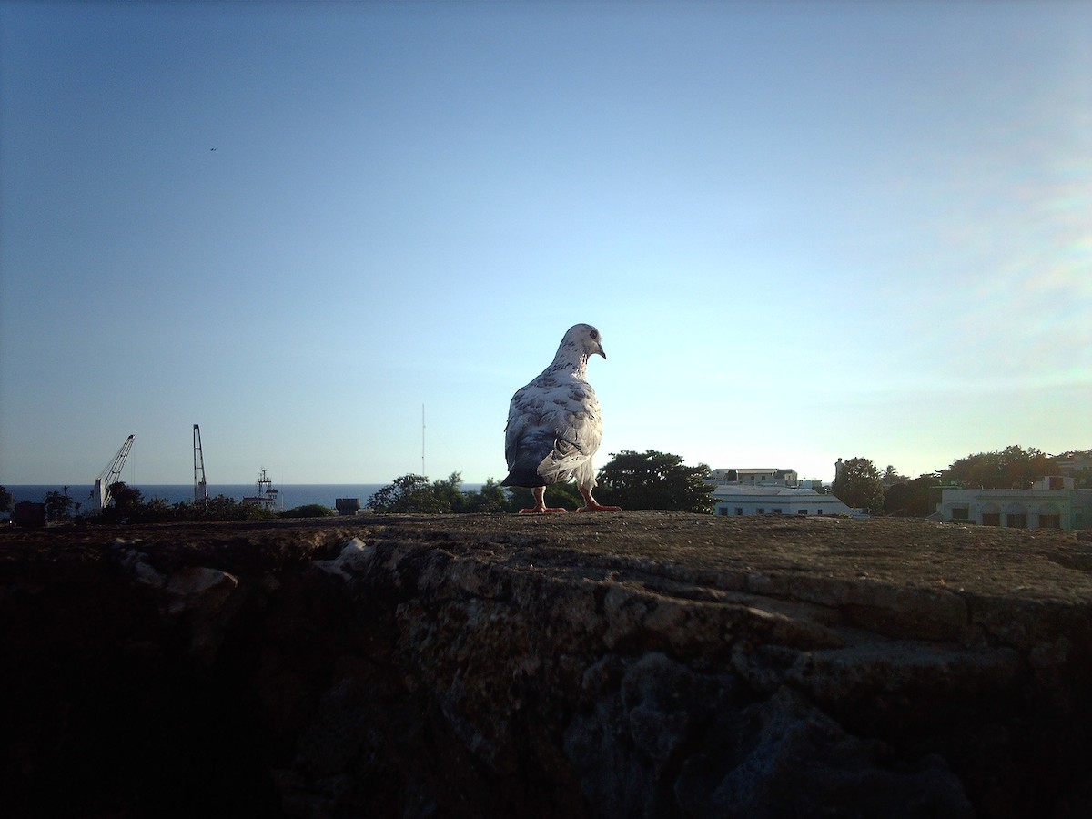 Rock Pigeon (Feral Pigeon) - Orlando Jarquín