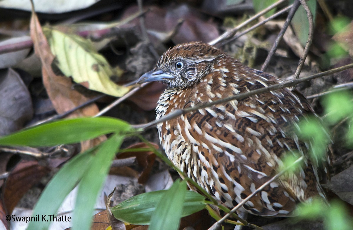 Barred Buttonquail - Swapnil Thatte
