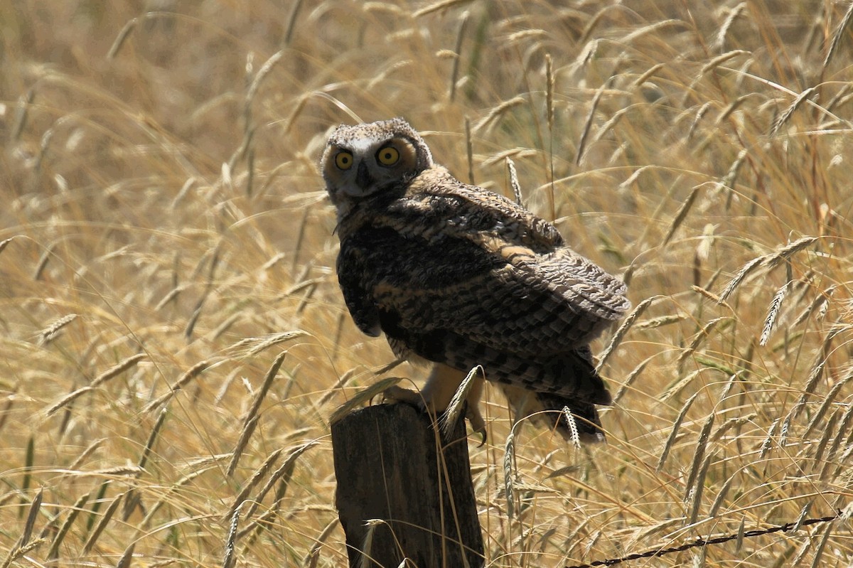 Great Horned Owl - Blair Bernson