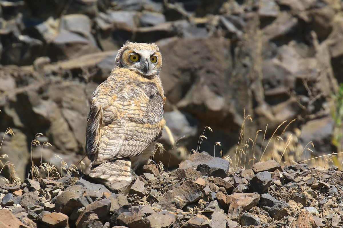 Great Horned Owl - ML62565281