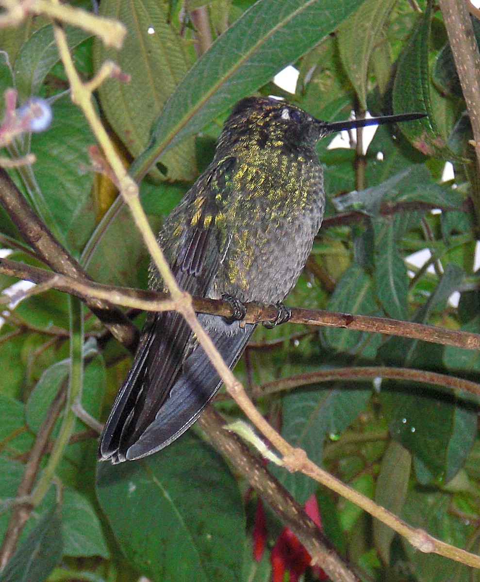 Talamanca Hummingbird - Orlando Jarquín