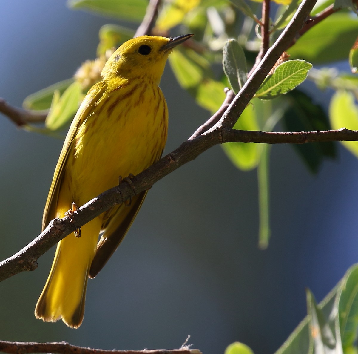 Yellow Warbler - Kent Leland