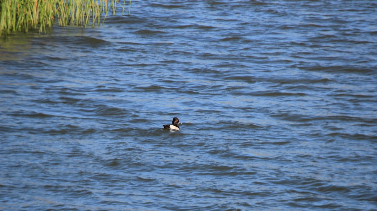 Ring-necked Duck - Brad Rumble