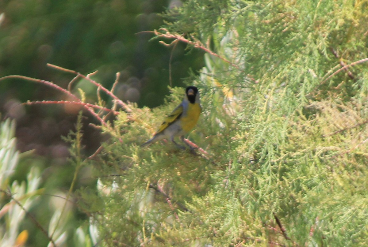 Lawrence's Goldfinch - ML62567701