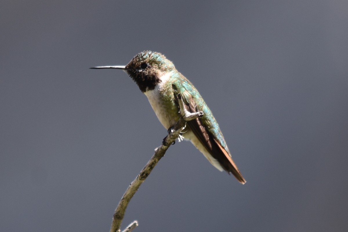 Broad-tailed Hummingbird - Geoffrey Groom