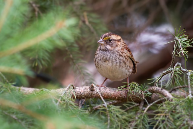 White-throated Sparrow ML625688868