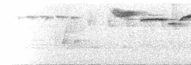  - Black-banded Flycatcher