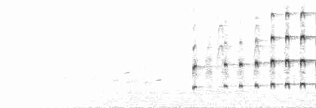  - New Caledonian Goshawk