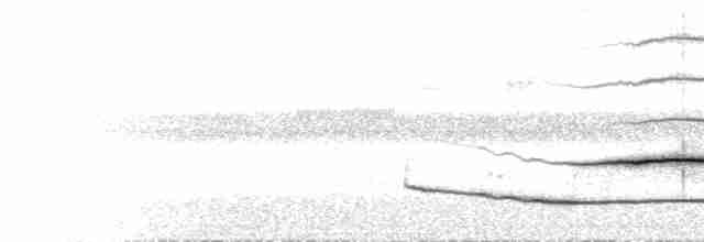  - Southern Shrikebill