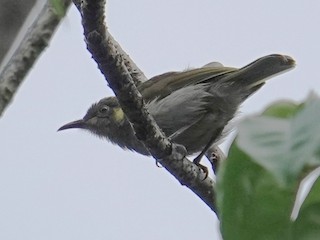 Tagula Honeyeater - eBird