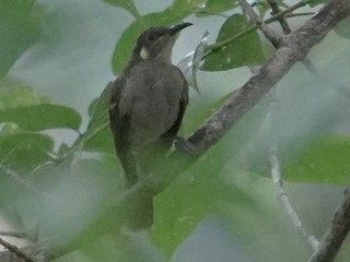 Tagula Honeyeater - eBird