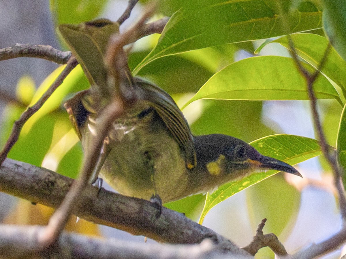 Tagula Honeyeater - Meliphaga vicina - Birds of the World