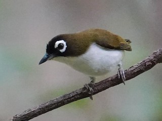 Tagula White-eye - eBird