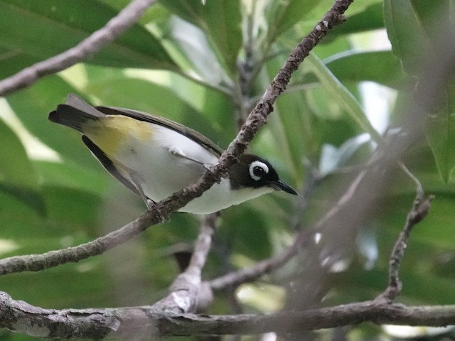 Photos - Tagula White-eye - Zosterops meeki - Birds of the World
