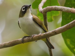 Tagula White-eye - eBird