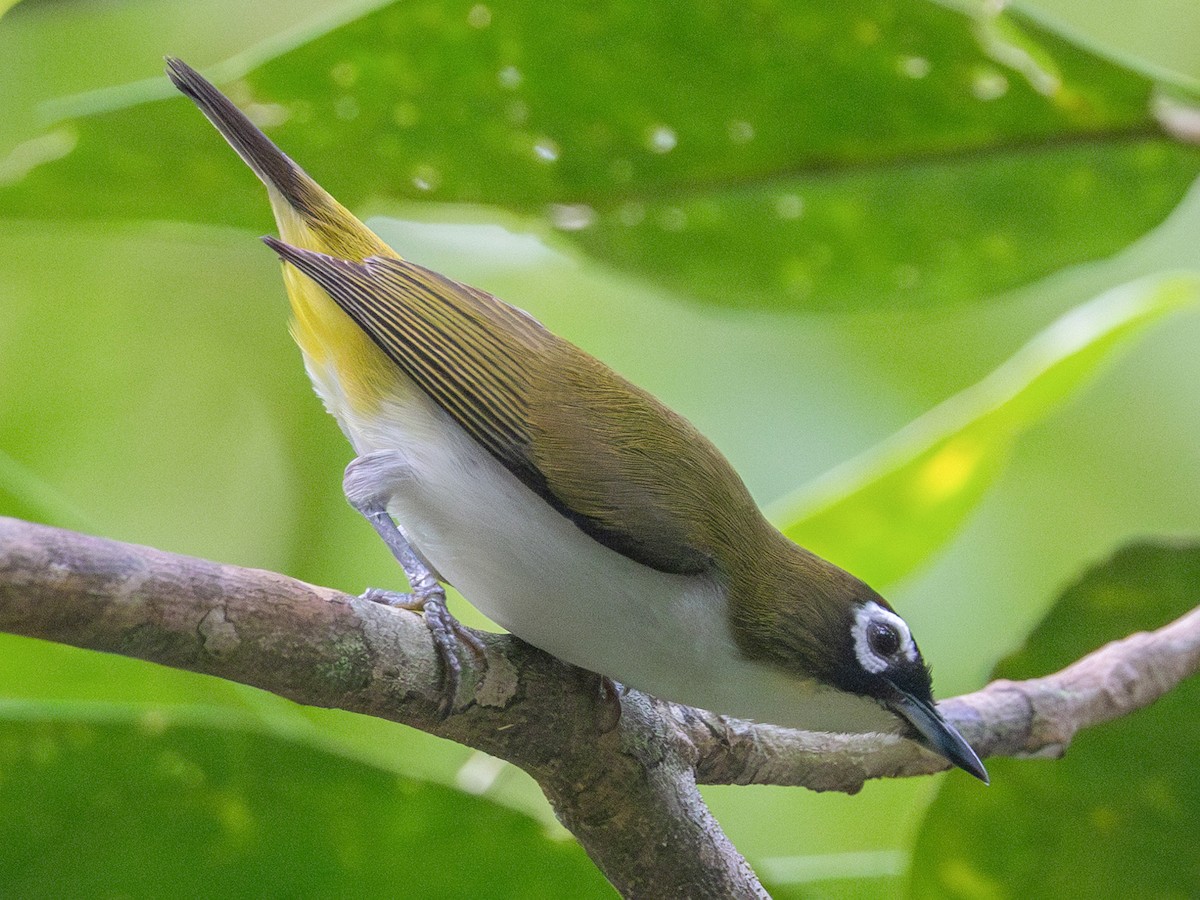 Tagula White-eye - Zosterops meeki - Birds of the World