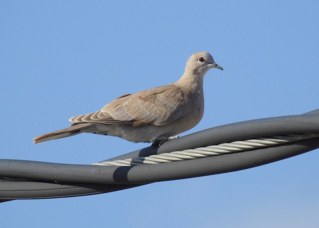 Juvenile Eurasian Collared-Dove - Eurasian Collared-Dove - 