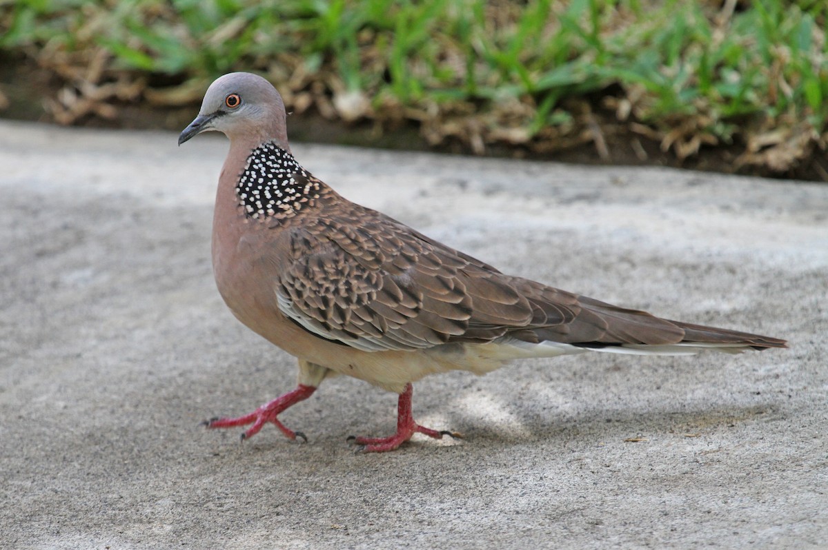Spotted Dove - ML62572401