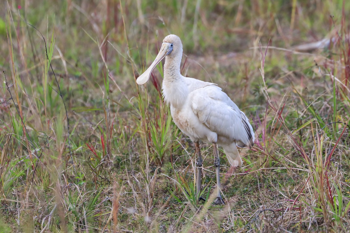 Yellow-billed Spoonbill - Ged Tranter