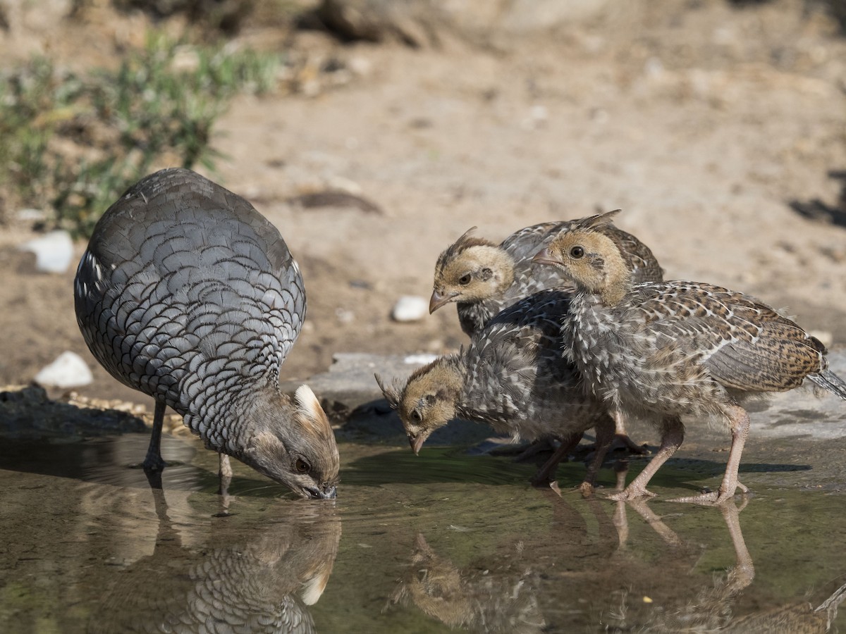 Scaled Quail - Mary Waters