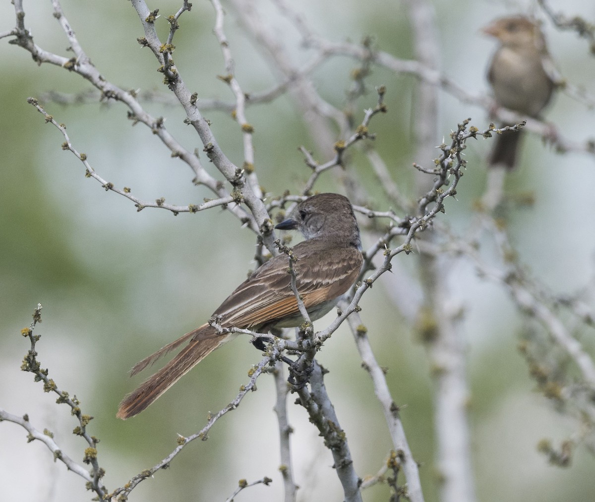 Brown-crested Flycatcher - Mary Waters