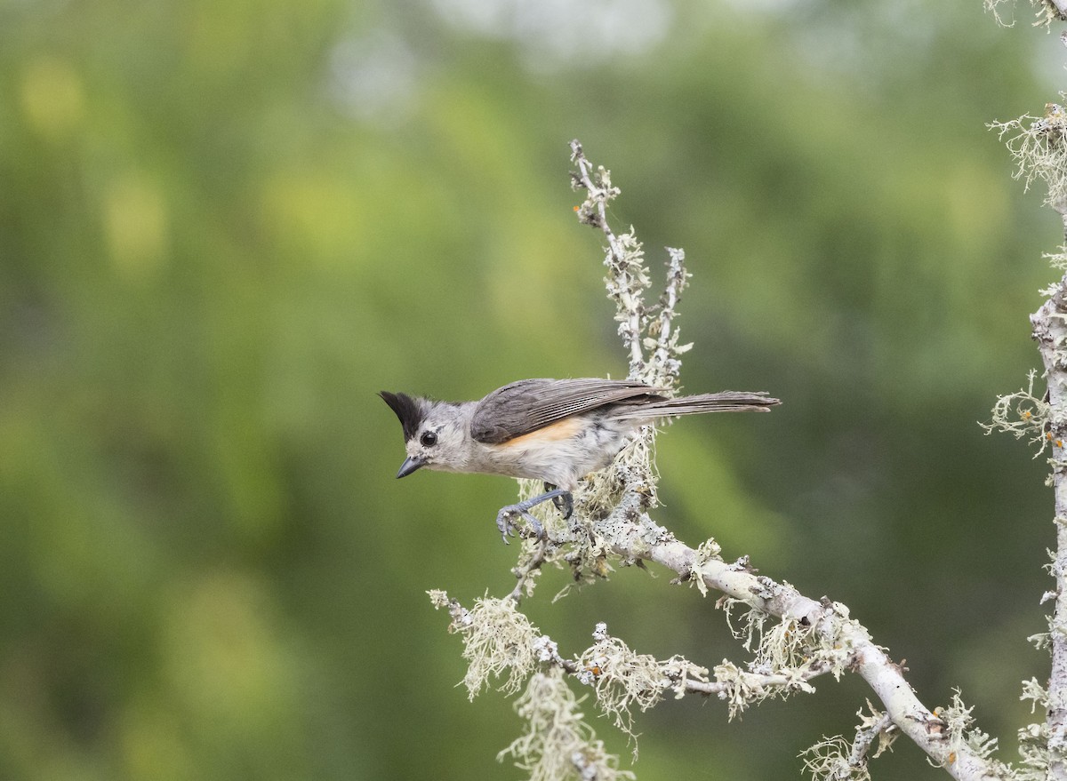 Black-crested Titmouse - Mary Waters