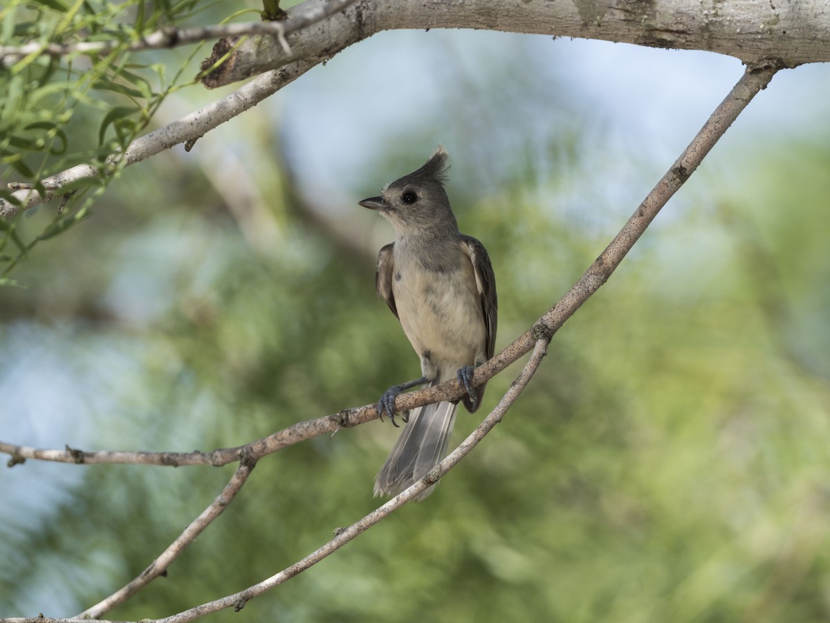 Black-crested Titmouse - Mary Waters