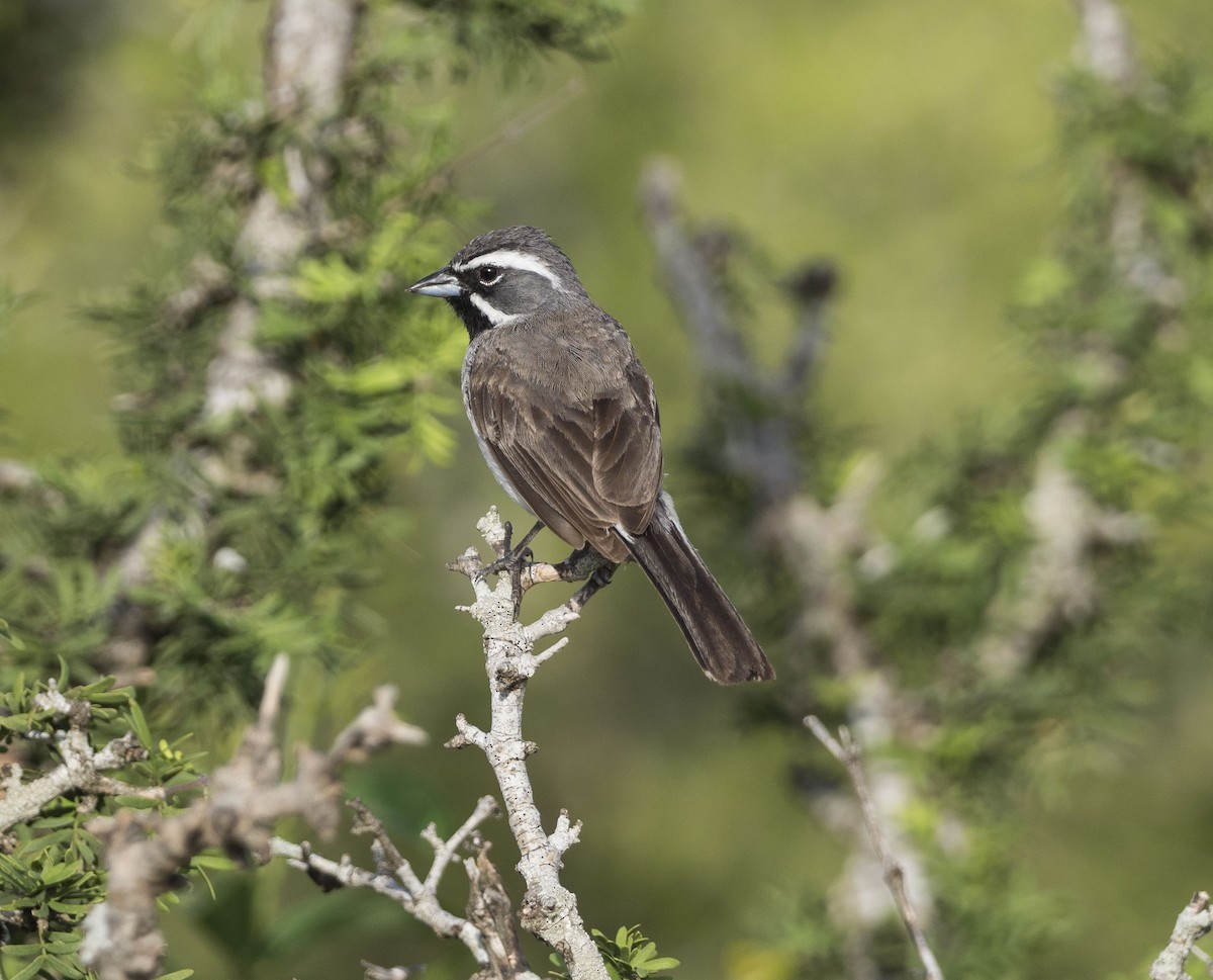 Black-throated Sparrow - Mary Waters